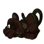 Brown Kougra