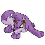 Purple Lupe