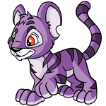 Purple Kougra